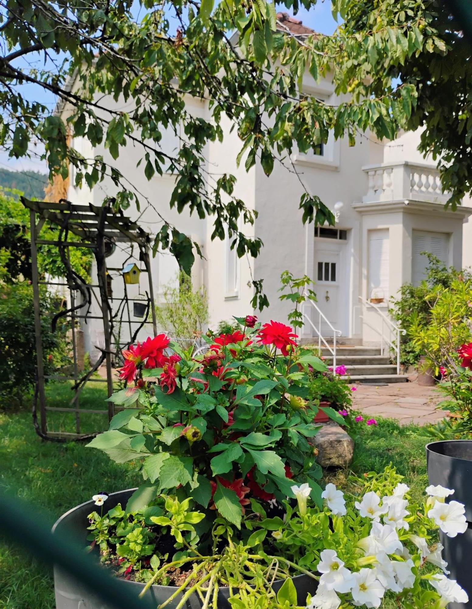Gite Le Marronnier - Au Calme - Parking & Terrasse - Pres De Colmar Et Riquewihr - Route Des Vins Châtenois المظهر الخارجي الصورة